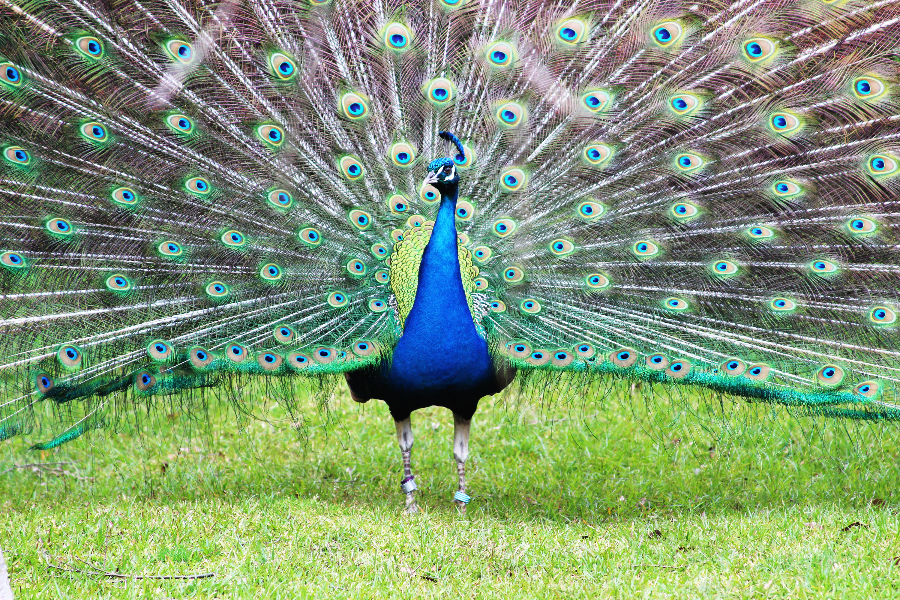 Peacock