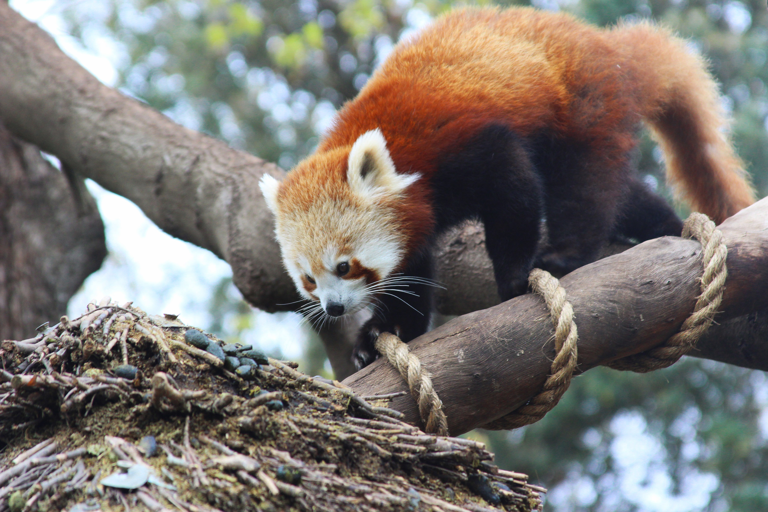 Red Panda